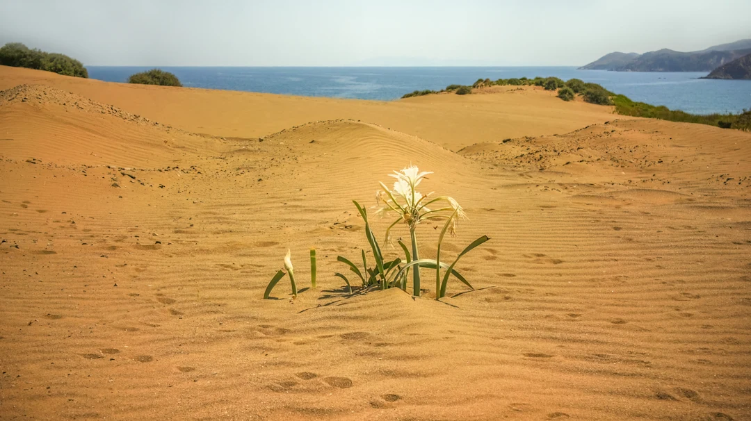 Η Άγρια Ομορφιά της Λήμνου